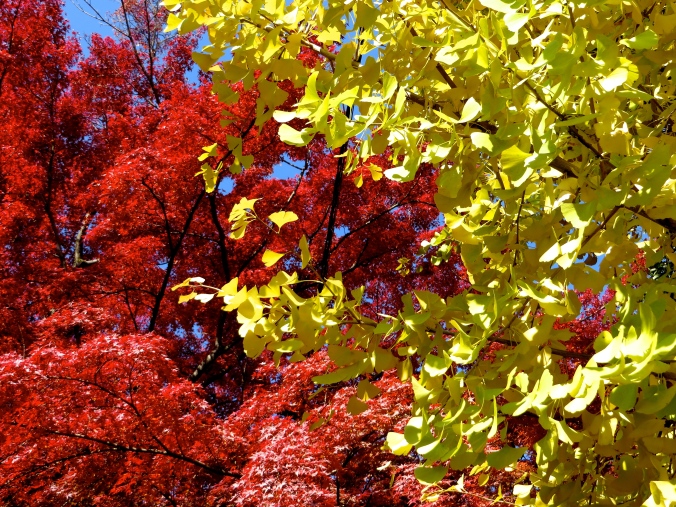 Fall colors at Inuyama